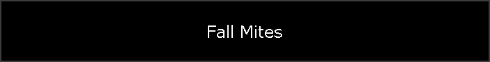 Fall Mites